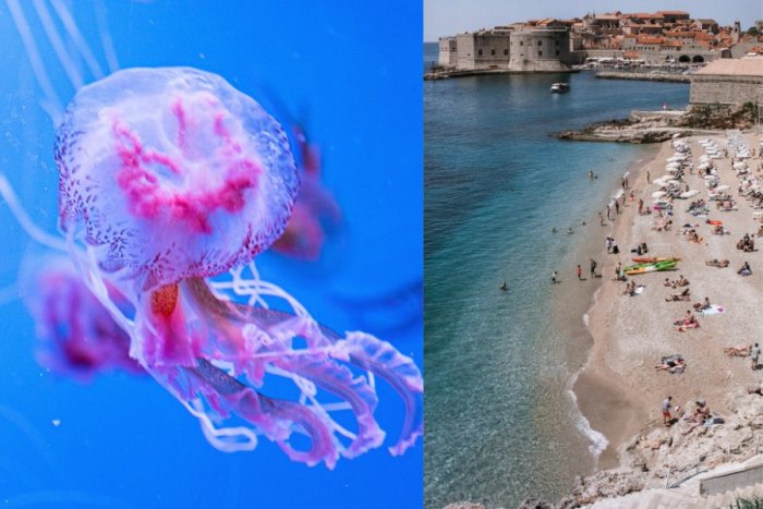 Ilustračný obrázok k článku PEKLO na chorvátskych plážach: V Dubrovníku sa objavili nebezpečné MEDÚZY