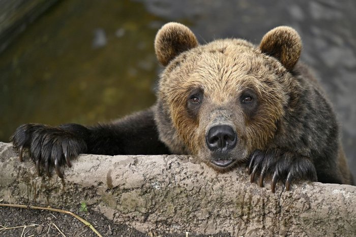 Ilustračný obrázok k článku MIMORIADNE: Brutálny útok na Liptove! ÚTOK medveďa neprežil 55-ročný muž