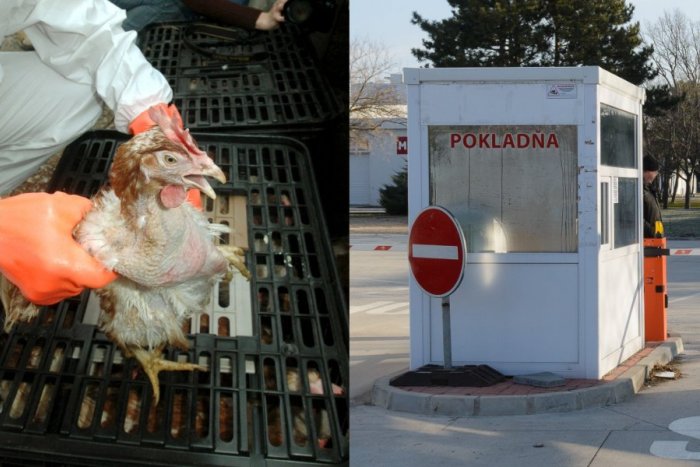 Ilustračný obrázok k článku NECHUTNÝ nález: Pred vchodom do Agrokomplexu ležali ROZKLADAJÚCE sa sliepky