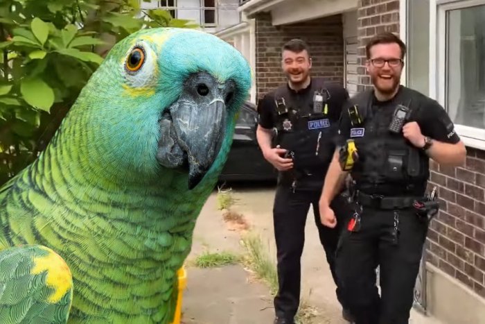 Ilustračný obrázok k článku KURIOZITA DŇA: Policajti hľadali ženu volajúcu o pomoc, na mieste našli papagája