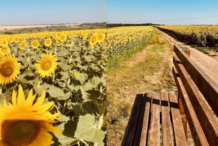 Ilustračný obrázok k článku To je krása: MEGA lavičku v Pate obklopujú slnečnice