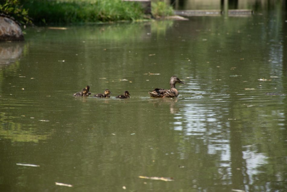 Ilustračný obrázok k článku Nitra sa chce uchádzať o eurofondy: Peniaze použije na stabilizáciu brehov Hangócky