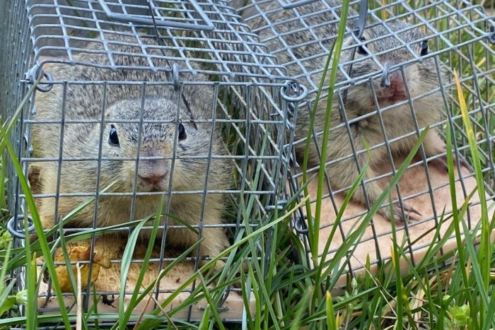 Ilustračný obrázok k článku Také ODCHYTÁVANIE sysľov ešte Slovensko nezažilo: Stovky jedincov ustúpia výstavbe
