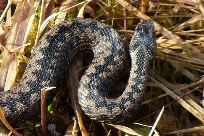 Ilustračný obrázok k článku OBAVY v obľúbenom turistickom raji Chorvátska: Najnovšie tam útočia JEDOVATÉ hady!