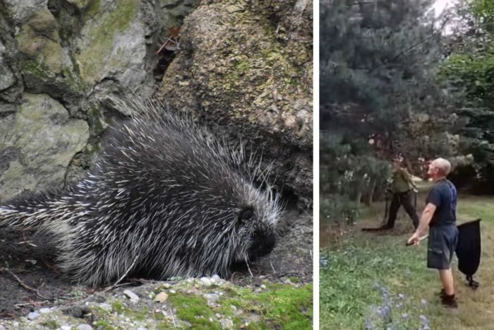 Ilustračný obrázok k článku Kuriozita v uliciach Bratislavy: Po meste pobehovalo zviera podobné DIKOBRAZOVI!