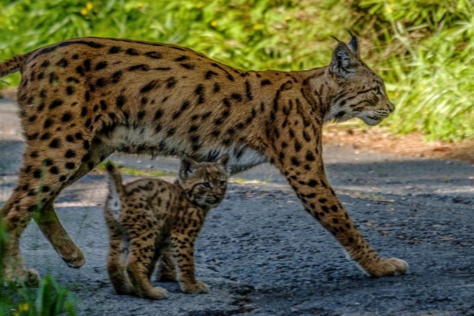 Ilustračný obrázok k článku Roman na túre v Tatrách stretol rysa: Jeho fotky majú takmer 5-tisíc lajkov! FOTO