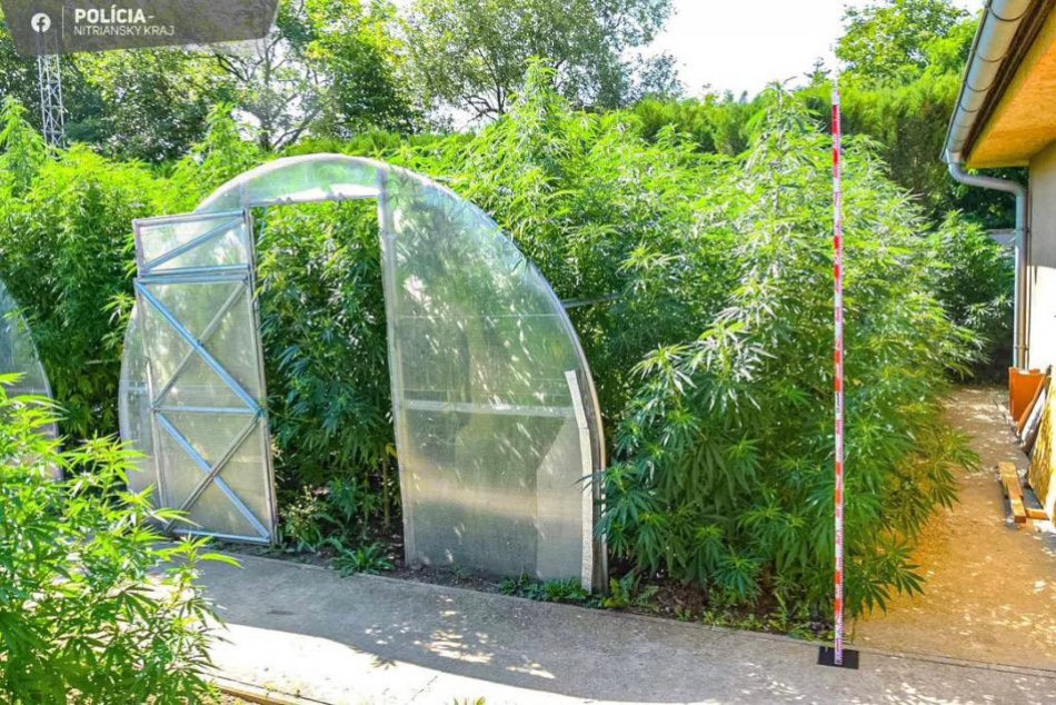 Ilustračný obrázok k článku Historický úlovok polície: Počas domovej prehliadky našli záhradu plnú MARIHUANY