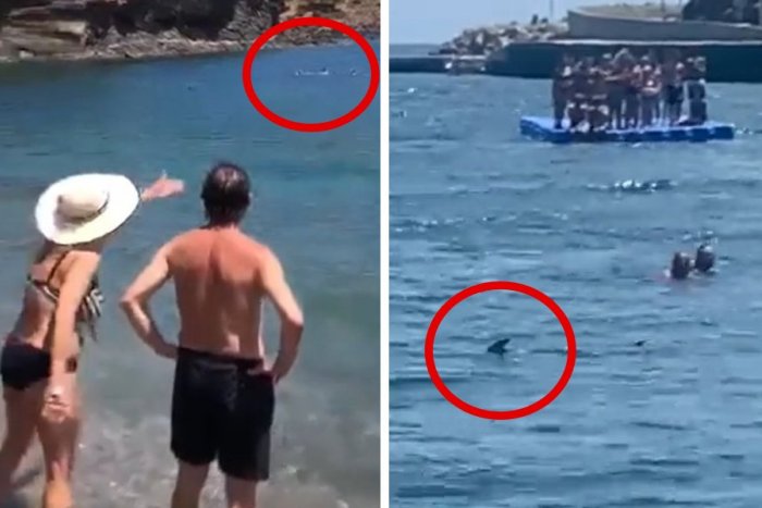 Ilustračný obrázok k článku PANIKA na obľúbenej pláži: Len pár metrov od ľudí plávali žraloky, VIDEO