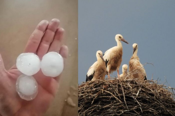 Ilustračný obrázok k článku KRUTÉ následky búrok: Krupobitie na východe usmrtilo viacero mláďat bociana