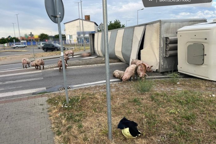 Ilustračný obrázok k článku V Senci sa prevrátil kamión s ošípanými: Niektoré uhynuli, ďalšie behajú po okolí!