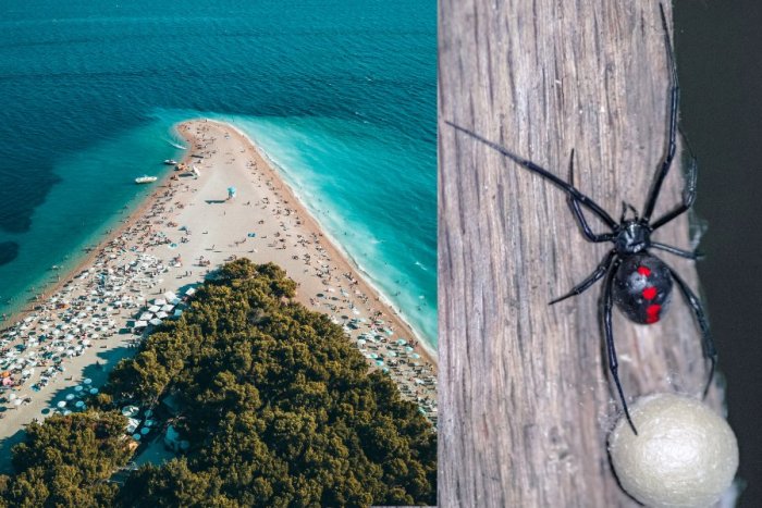 Ilustračný obrázok k článku NEBEZPEČENSTVO v Chorvátsku: TENTO ostrov napadli čierne vdovy, chýba PROTIJED!