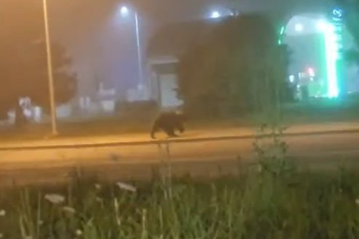 Ilustračný obrázok k článku MEDVEĎ sa ukázal priamo v meste: Vybral sa na autobusovú stanicu, VIDEO