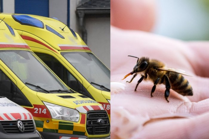 Ilustračný obrázok k článku Bodnutie včelou či osou môže ohroziť ŽIVOT: Viete, kedy OKAMŽITE volať záchranku?