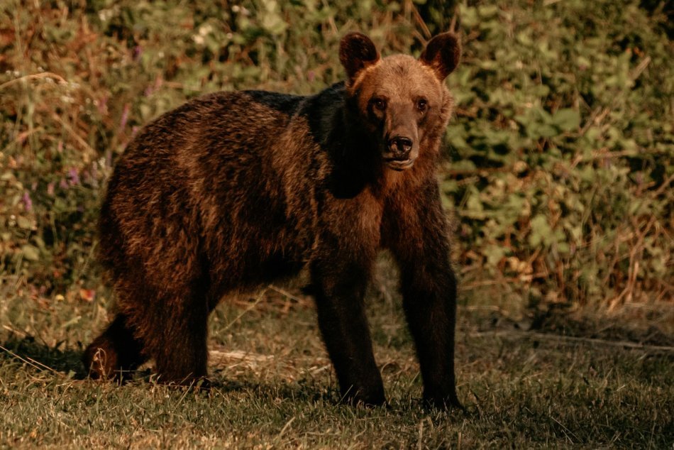 Ilustračný obrázok k článku Bežkyňu vyplašil MEDVEĎ: Chcela som ísť desiatku, už behám len na dráhe