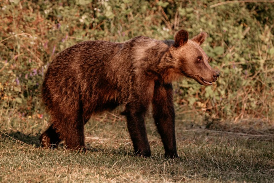 Ilustračný obrázok k článku Ďalšia stredoslovenská obec VAROVALA ľudí: K obydliam sa priblížil mladý MEDVEĎ