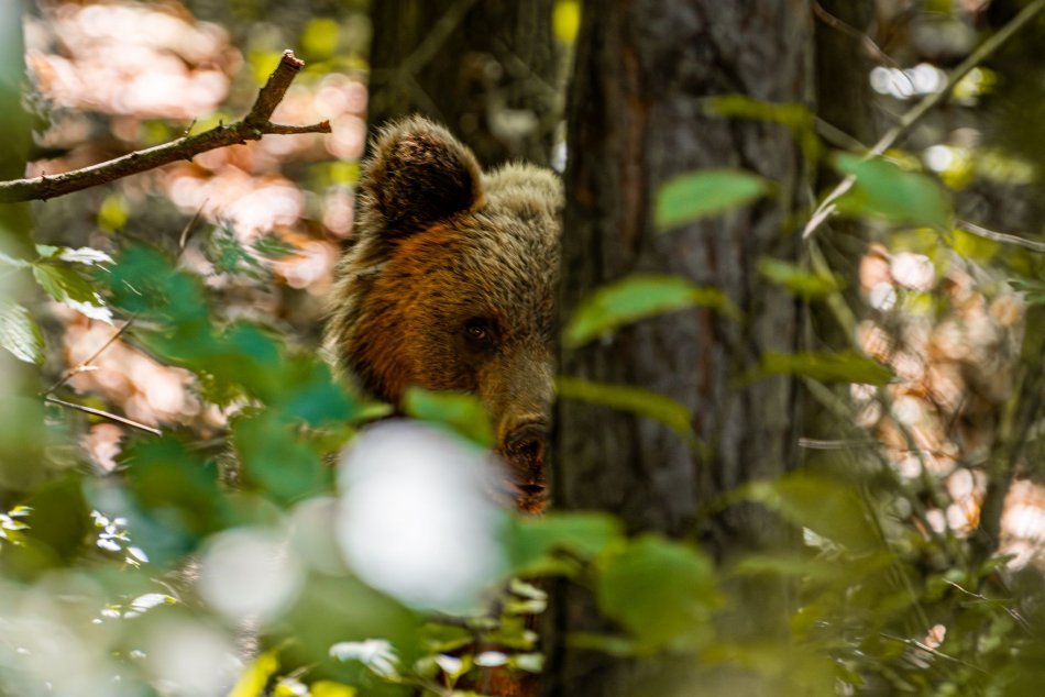 Ilustračný obrázok k článku Po ÚTOKU medveďa zakročil ZÁSAHOVÝ tím: Ochranári hovoria o VÁŽNOM riziku