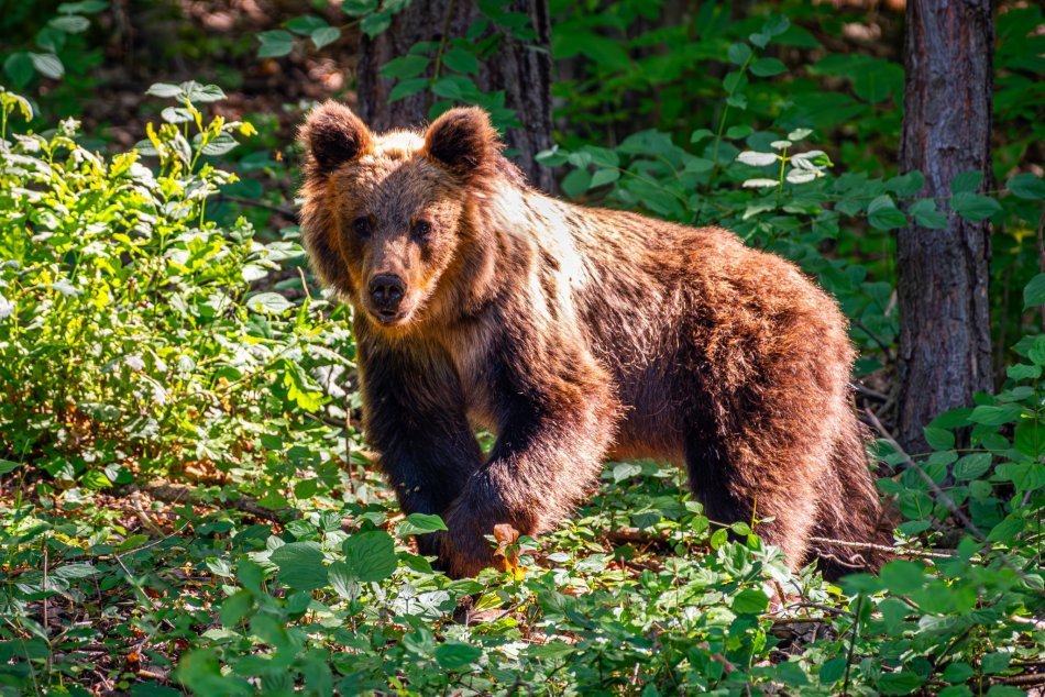 Ilustračný obrázok k článku Na Slovensku ÚTOČIL medveď! NAPADOL muža, ktorý skončil v nemocnici