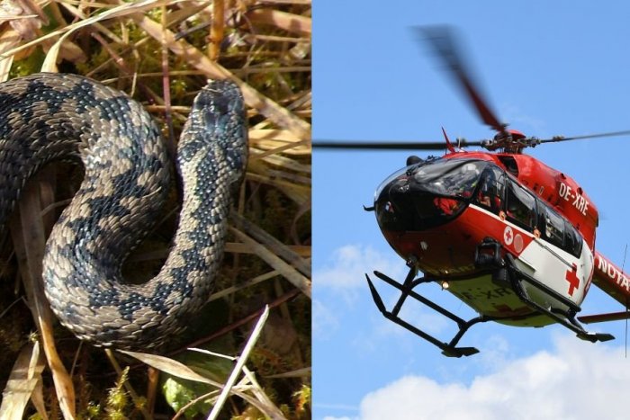 Ilustračný obrázok k článku SVET O SLOVENSKU: Dievčatko zo Slovenska na dovolenke pohrýzol JEDOVATÝ had