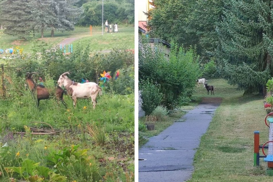 Ilustračný obrázok k článku KURIOZITA v uliciach mesta: Túlavých CAPOV zavreli do škôlky, FOTO