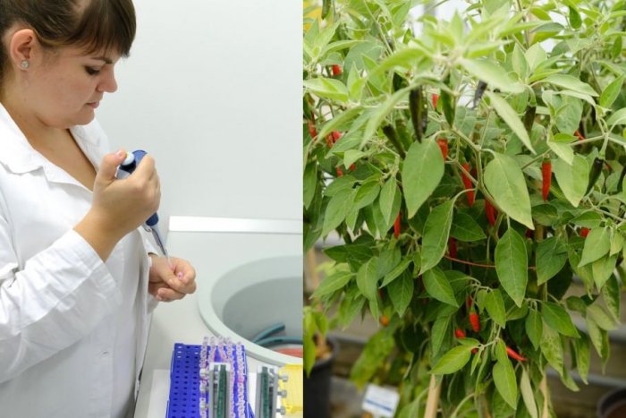 Ilustračný obrázok k článku Vedci v Nitre skúmajú ČILI: Zisťujú, aká dávka je schopná usmrtiť RAKOVINU!