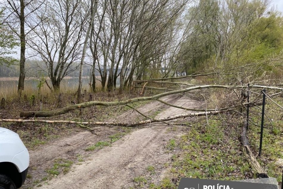 Ilustračný obrázok k článku Ohavný ČIN v lesoch pri Bratislave: Niekto z voľnej chvíle vyrúbal desiatky stromov, FOTO