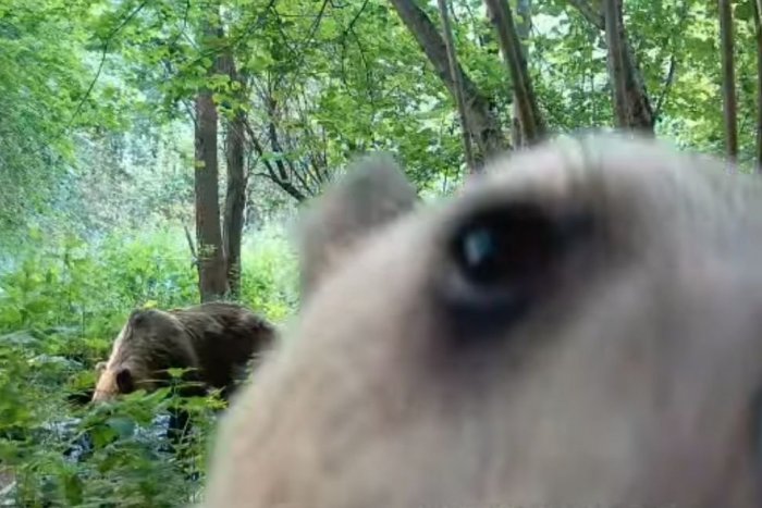 Ilustračný obrázok k článku Fotopasca zachytila zvedavé MEDVIEĎA: Rozkošný drobec sa vybral na prieskum, VIDEO