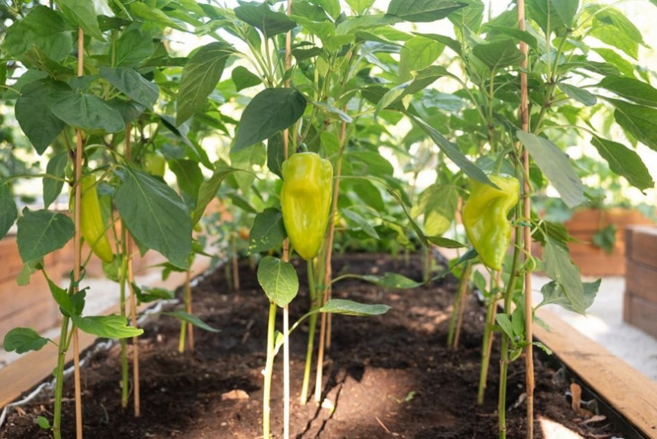 Ilustračný obrázok k článku Skvelý nápad: Na sídlisku v Trnave pestujú rajčiny aj papriku, FOTO