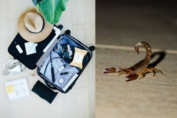 Ilustračný obrázok k článku Zdesenie po návrate z dovolenky v Chorvátsku: Rodina v batožine objavila ŠKORPIÓNA