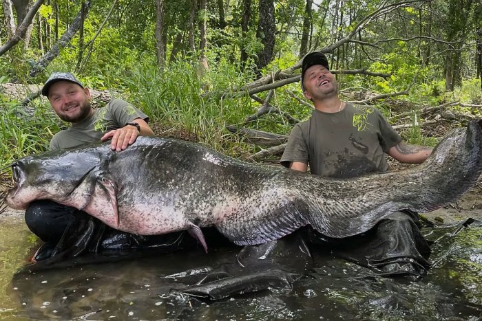 Ilustračný obrázok k článku SEN každého rybára: Muži ulovili GIGANTICKÉHO sumca, mal viac ako 100 kíl