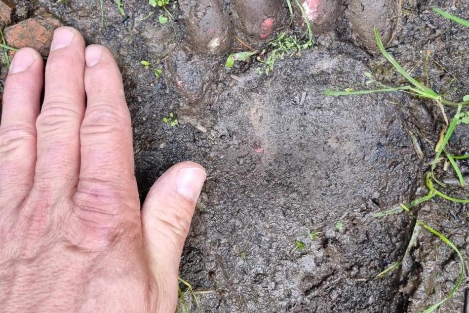 Ilustračný obrázok k článku Ako sa v lese VYHNETE medveďom? Tu sú RADY odborníkov, čo treba sledovať