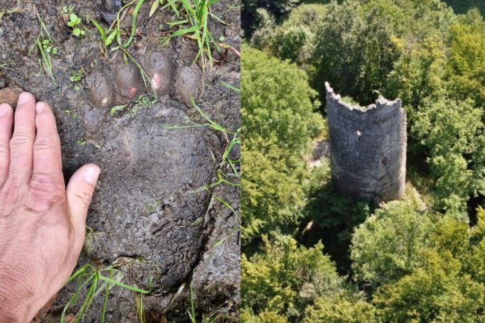 Ilustračný obrázok k článku Medveď sa túla neďaleko obce v Nitrianskom kraji: STOPY našli pri zrúcanine, FOTO