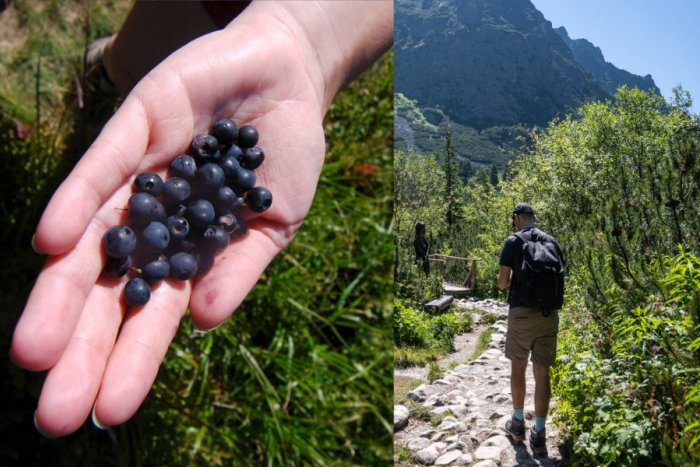 Ilustračný obrázok k článku Zber lesných plodov sa nemusí vyplatiť: Kedy hrozí POKUTA až do 3 300 eur?