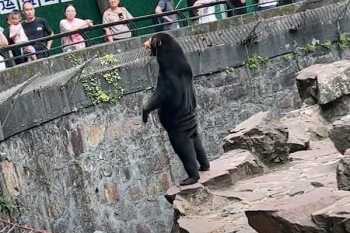 Ilustračný obrázok k článku Celý svet sa smeje z Číny: Je to medveď alebo človek? Slová odborníka vás prekvapia