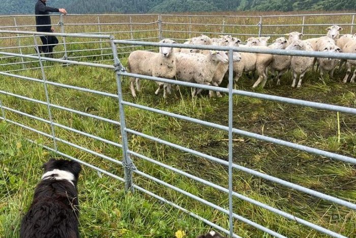 Ilustračný obrázok k článku Ďalšie VYČÍŇANIE vlkov: Vtrhli na farmu a ROZTRHALI aj posledné ovečky, FOTO