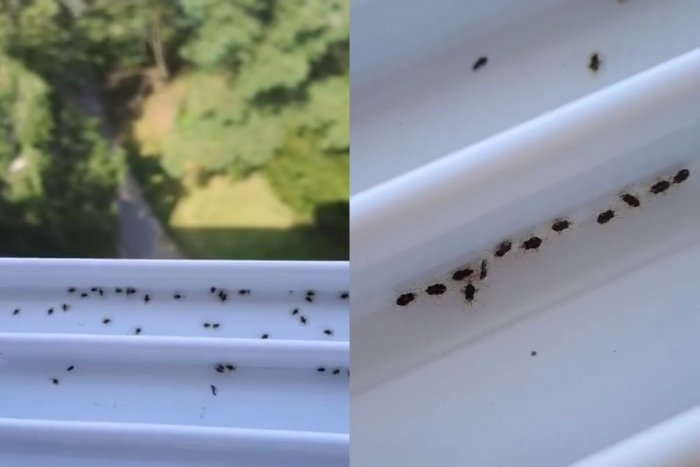 Ilustračný obrázok k článku Ak si pomýlia ľudskú kožu s listom, môžu ju prebodnúť: Košičanov TERORIZUJÚ bzdochy!