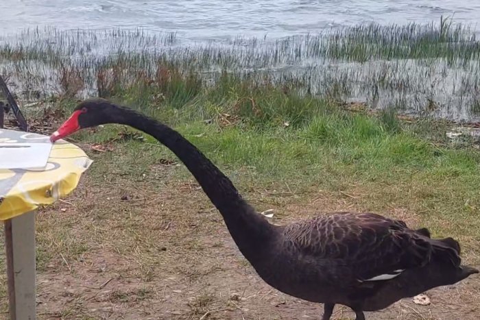 Ilustračný obrázok k článku KURIOZITA DŇA: Ľuďom na Šírave sa naskytol unikátny pohľad, v hlavnej úlohe ČIERNA labuť