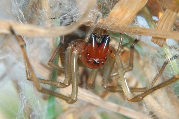 Ilustračný obrázok k článku U susedov to berie útokom nebezpečný PAVÚK, je aj na Slovensku! Čo hrozí po UHRYZNUTÍ?