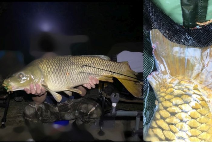 Ilustračný obrázok k článku OHAVNÝ prípad! V okolí Trnavy niekto mrzačí ryby, kliešťami im STRIHÁ plutvy