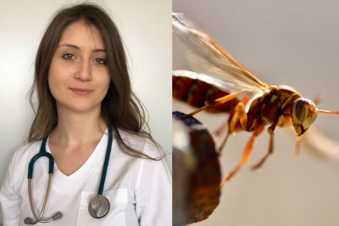 Ilustračný obrázok k článku Odporúčania primárky z košického urgentu: Čo robiť pri poštípaní hmyzom? TAKTO postupujte