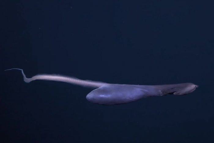 Ilustračný obrázok k článku Vedci sú vo vytržení zo záhadného tvora: S takto úzkym telom zje chobotnicu na jedno sústo!