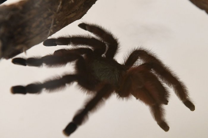 Ilustračný obrázok k článku Je to vzácnosť, ale majte na POZORE: Na Slovensku evidujú tri uhryznutia jedovatým pavúkom!