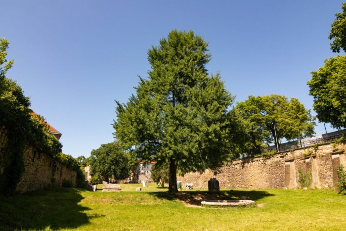 Ilustračný obrázok k článku Prežil akoby len zázrakom. Nezvyčajný prastrom z centra Prešova sa uchádza o prestížny titul