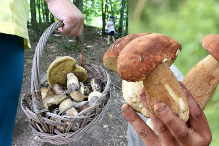 Ilustračný obrázok k článku Zber húb môže skončiť pokutou aj VÄZENÍM: Ktorým miestam sa radšej oblúkom VYHNÚŤ?