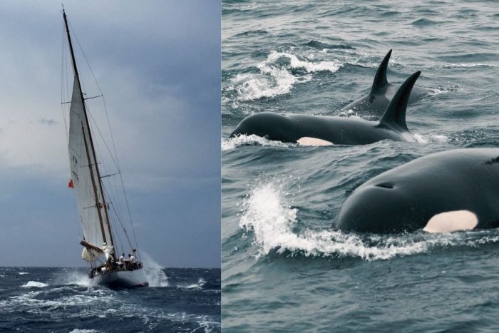 Ilustračný obrázok k článku SVET O SLOVENSKU: Útok KOSATIEK? Slovenská plachetnica zostala po strete bez kormidiel!