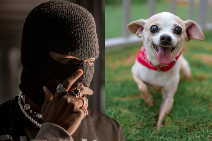 Ilustračný obrázok k článku Chceli UKRADNÚŤ auto, dali sa na útek: Zlodejov zahnala rozzúrená ČIVAVA