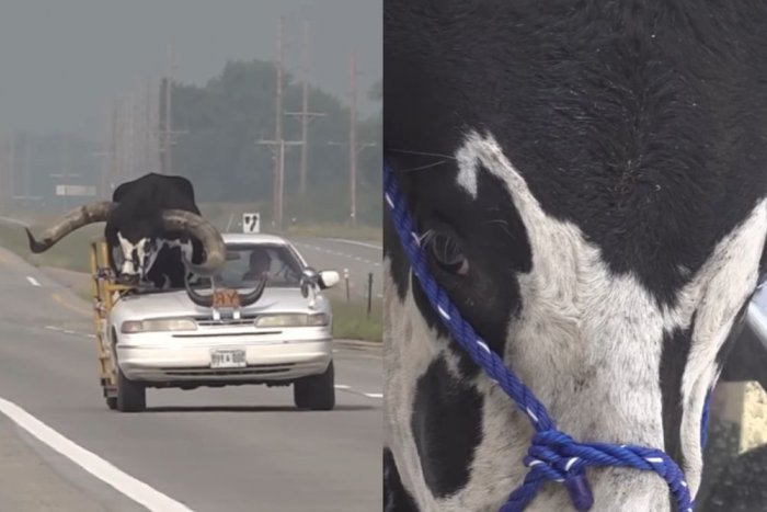 Ilustračný obrázok k článku KURIOZITA DŇA: Policajti neverili, čo vidia. Na mieste spolujazdca sa viezol gigantický BÝK!