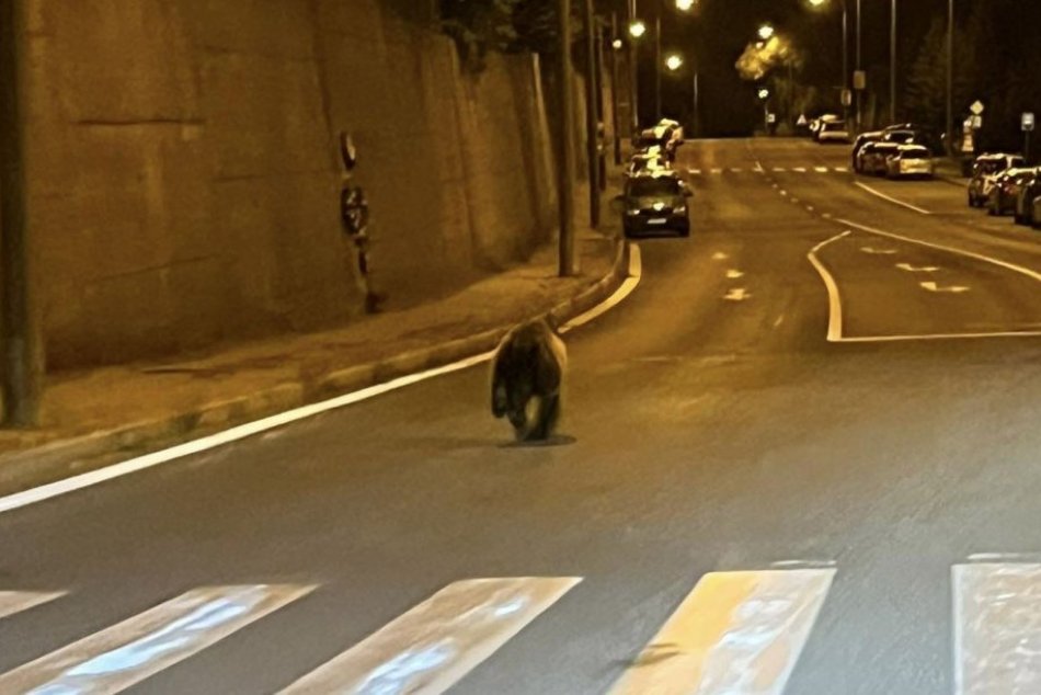 Ilustračný obrázok k článku ŠOKUJÚCI pohľad v uliciach: Nočným mestom pobehoval MEDVEĎ, FOTO