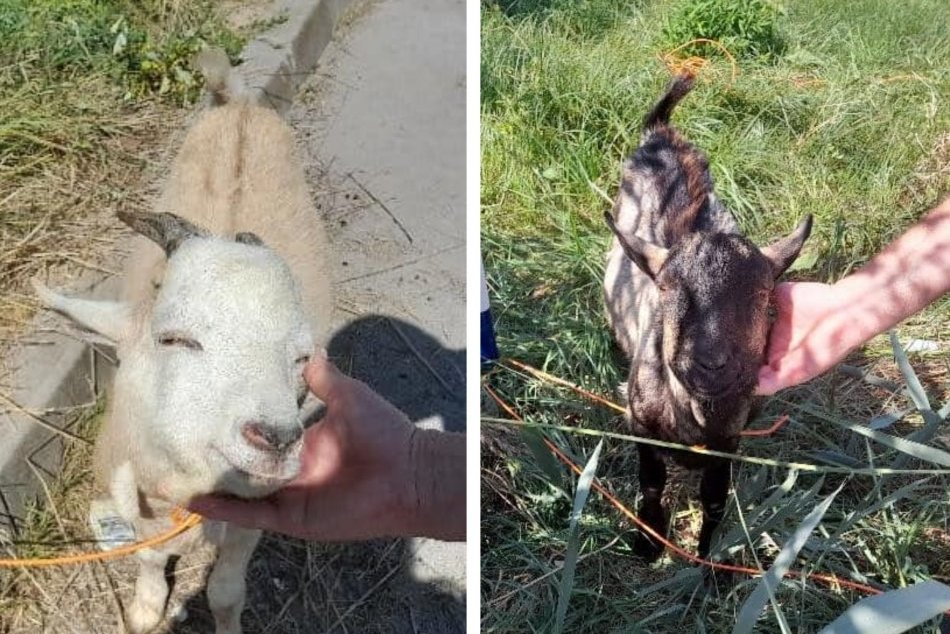 Ilustračný obrázok k článku Spoznávate zatúlané KOZY? Hľadá sa majiteľ ROZKOŠNÝCH tvorov, FOTO