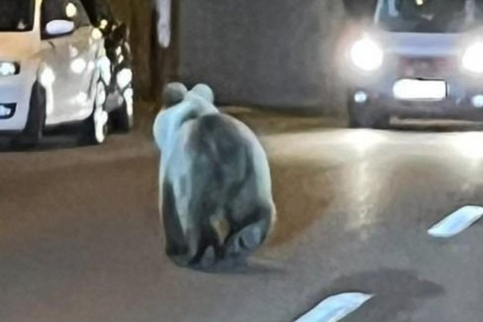 Ilustračný obrázok k článku Obec na juhu Slovenska VAROVALA ľudí: Pri bytovom dome videli MEDVEĎA