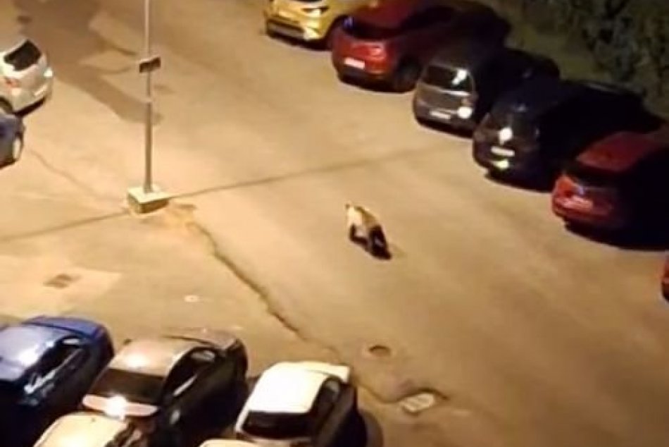 Ilustračný obrázok k článku Zásahový tím zisťuje, čo pritiahlo MEDVEĎA do Bystrice: Nie je dôvod na PANIKU, tvrdí